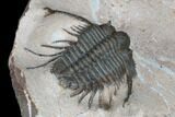 Spiny Cyphaspides Trilobite - Jorf, Morocco #179896-4
